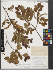 Foto von Salix helvetica Vill. x Salix waldsteiniana Willd.